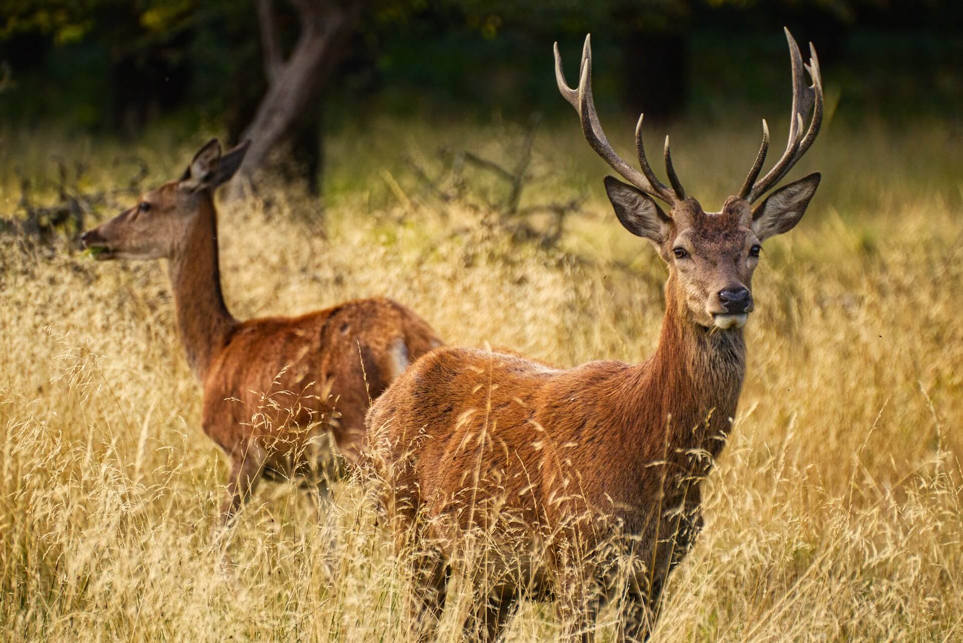 Nutztiere & Wildtiere